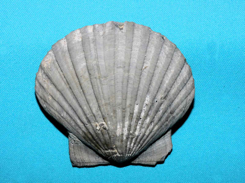 Carolinapecten murdockensis parawatsonensis n. ssp. #800197 Carolinapecten murdockensis parawatsonensis n. ssp. #800197