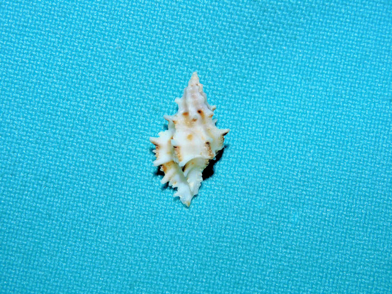 Murexsul chesleri 18.57mm. Roatan Island #16955 Murexsul chesleri 18.57mm. Roatan Island #16955