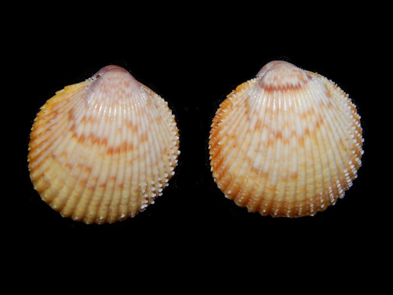 Dallocardia muricatum(2)-Gorgeous-Sanibel Island-Lot # 10896 Dallocardia muricatum(2)-Gorgeous-Sanibel Island-Lot # 10896