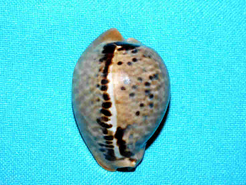 Muracypraea mus 1 ¾” or 42.43mm."Puerto Cabello" LOT#901315JB (image for) Muracypraea mus 1 ¾” or 42.43mm."Puerto Cabello" LOT#901315JB