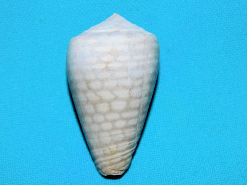 Fenestraconus yaquensis myakka 1 5/8” or 40.69mm.#800073 Fenestraconus yaquensis myakka 1 5/8” or 40.69mm.#800073