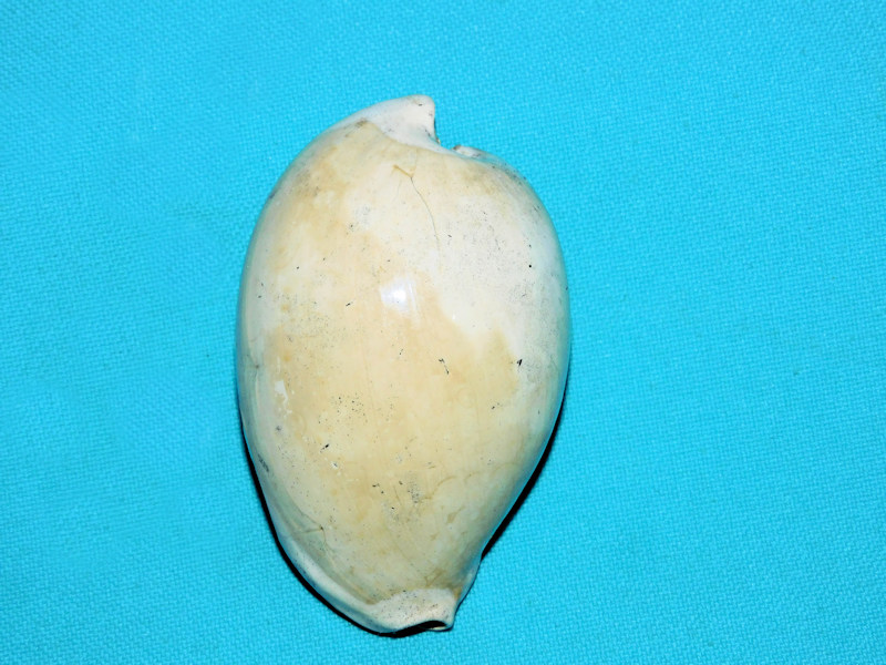 Calusacypraea myakka 2 5/8” or 66.85mm.Lovely Rare#600049 Calusacypraea myakka 2 5/8” or 66.85mm.Lovely Rare#600049