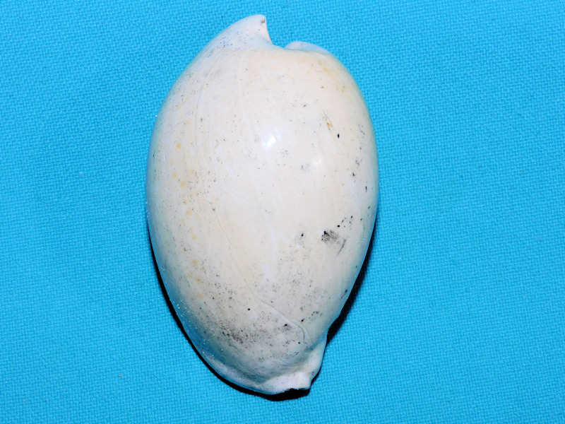 Calusacypraea (Myakkacypraea) myakka 2 3/4” or 68.94mm.#600100 Calusacypraea (Myakkacypraea) myakka 2 3/4” or 68.94mm.#600100