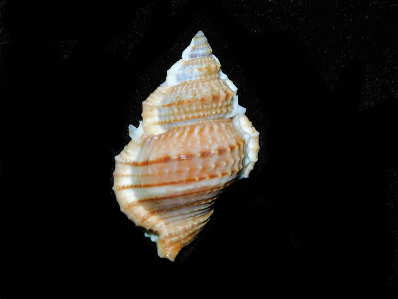 Marsupina nana 1 7/8” or 48.98mm. w/o "Granulate" #700157 Marsupina nana 1 7/8” or 48.98mm. w/o "Granulate" #700157