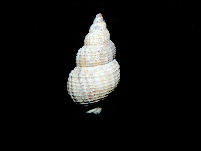 Calophos nanus 1 ¼” or 28.28mm."Uncommon" #17019