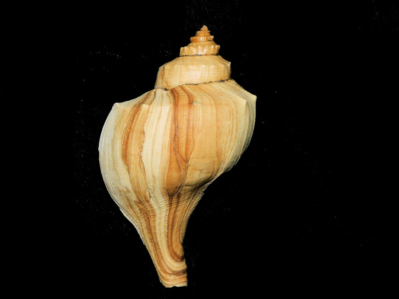 Brachysycon wilcoxi 4 3/8” or 108.02mm. "Superb Fossil" #300010 Brachysycon wilcoxi 4 3/8” or 108.02mm. "Superb Fossil" #300010