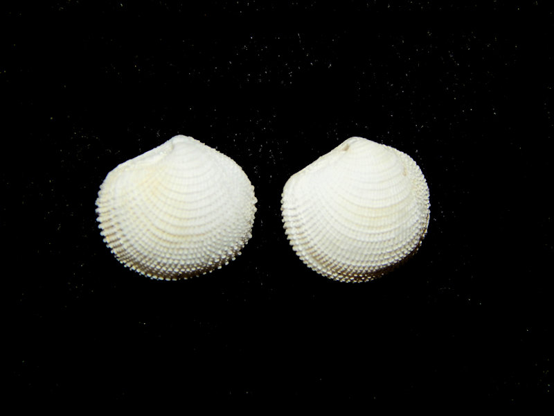 Lucina nassula(2) 11.44mm & 10.81mm-Marco Island-Lot#16413