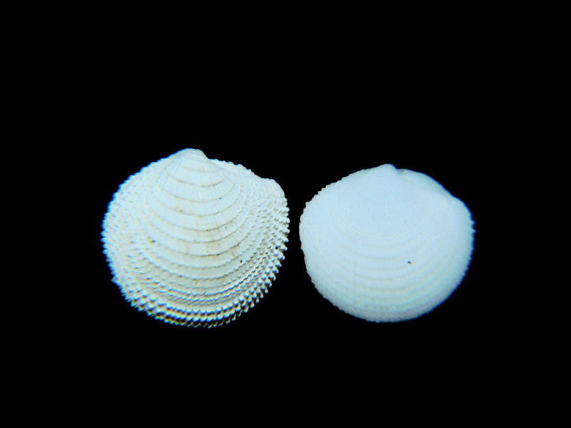 Lucinisca nassula (2) 10.97mm & 9.69mm."Marco Island" #17477 - Click Image to Close