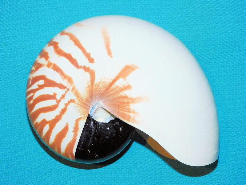 Nautilus pompilius 6 ¾” or 171mm. "Decorative"#700888