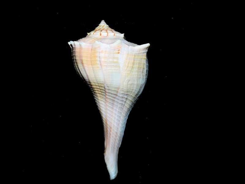Sinistrofulgur sinistrum 4 5/8” or 115.73mm. w/o"Sanibel"#17290 Sinistrofulgur sinistrum 4 5/8” or 115.73mm. w/o"Sanibel"#17290