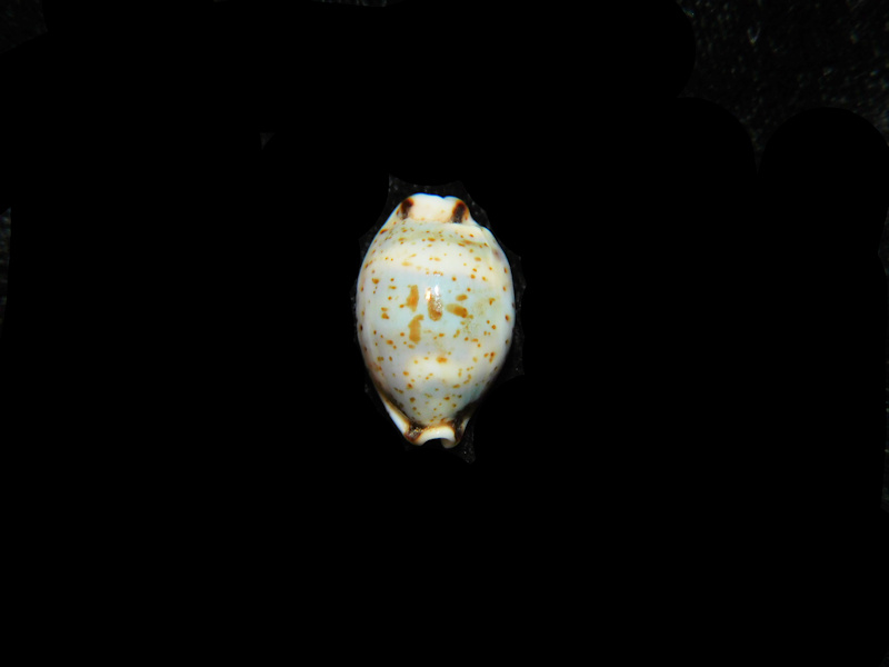 Bistolida Hirundo neglecta 19.34mm."Samar Island, Philippines" LOT#901324JB (image for) Bistolida Hirundo neglecta 19.34mm."Samar Island, Philippines" LOT#901324JB