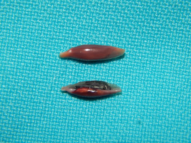 Simnialena uniplicata(2)-Sanibel Island, Florida Lot # 10936 Simnialena uniplicata(2)-Sanibel Island, Florida Lot # 10936