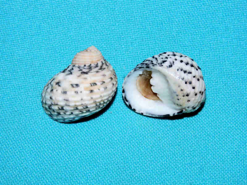 Nerita versicolor (2) 26.86mm & 26.84mm tall w/o#17249