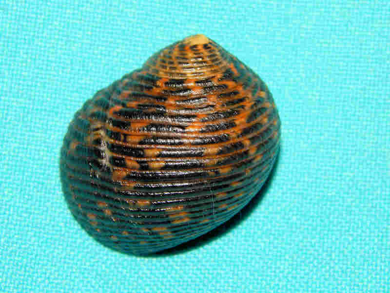Neritidae
