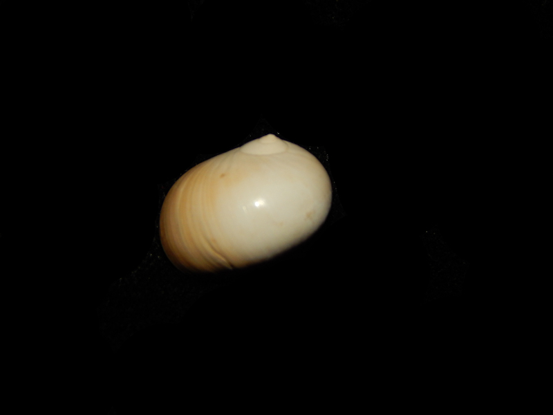 Neverita chipolana 15.56mm.-Farley Creek -Lot#15596 Neverita chipolana 15.56mm.-Farley Creek -Lot#15596