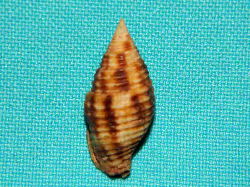 Mitra (Nebularia) ferruginea 1 1/8”-Guam-Lot#12345 Mitra (Nebularia) ferruginea 1 1/8”-Guam-Lot#12345