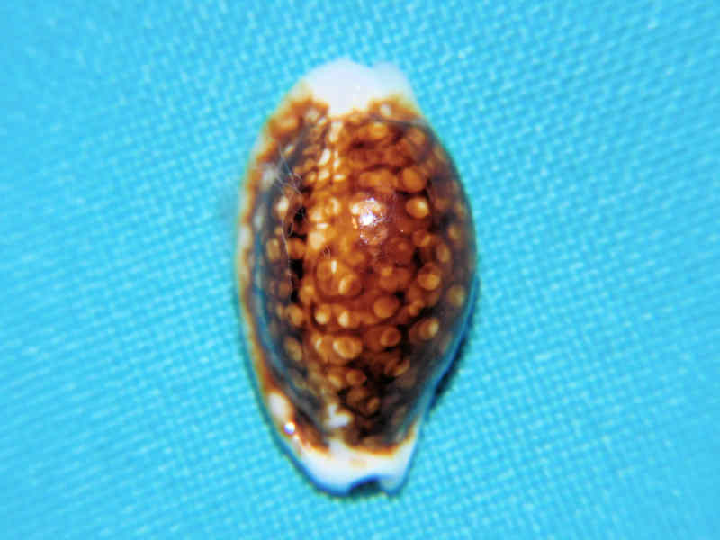 Cribrarula cribraria 22.13mm " Superb Rostrate & Niger" LOT#901317JB (image for) Cribrarula cribraria 22.13mm " Superb Rostrate & Niger" LOT#901317JB