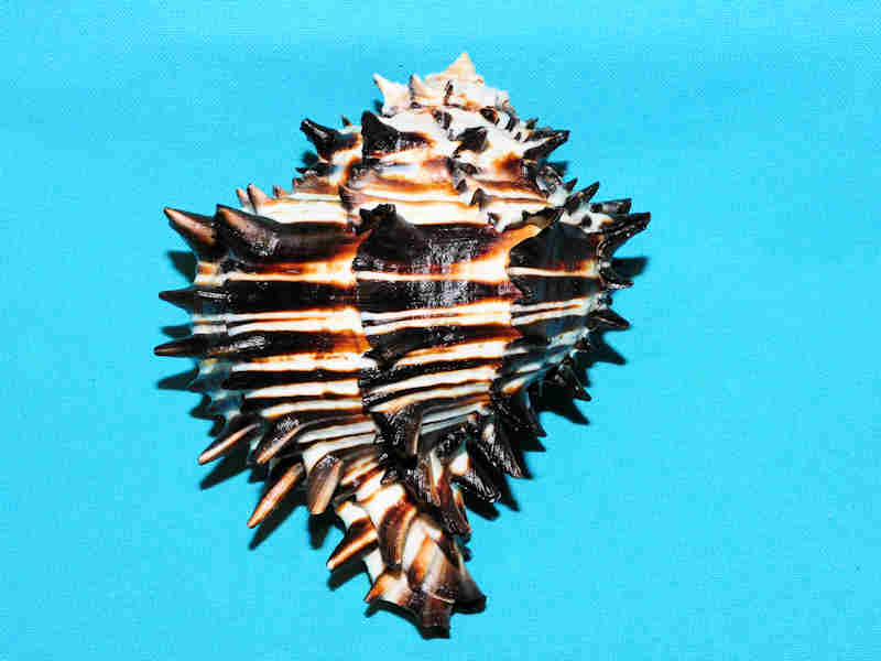 Muricanthus nigritus 118.18mm. w/o "Ultra-Superb" LOT#901238JB (image for) Muricanthus nigritus 118.18mm. w/o "Ultra-Superb" LOT#901238JB