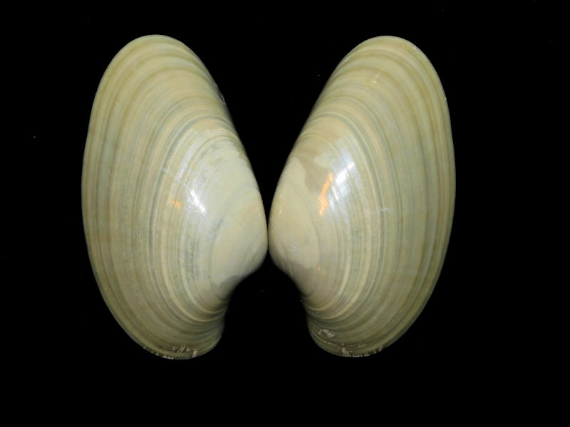 Macrocallista nimbosa 3 1/2" or 86.40mm.Golden Gate #17406 - Click Image to Close