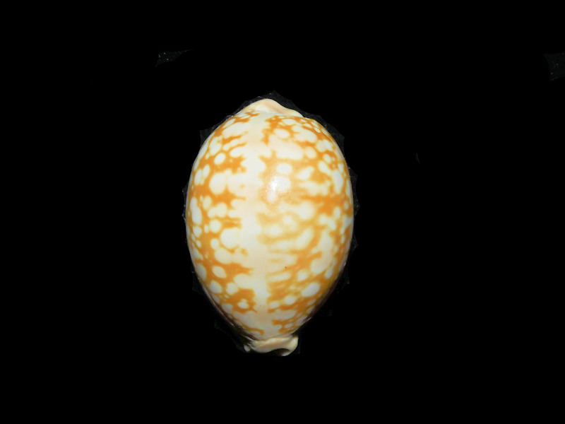 Callistocypraea nivosa 1 5/8β or 39.11mm "Burma" LOT#901327JB (image for) Callistocypraea nivosa 1 5/8β or 39.11mm "Burma" LOT#901327JB