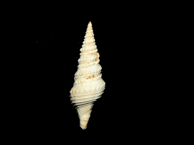 Hesperiturris nodocarinatus 20.12mm. Stone City Formation #16946