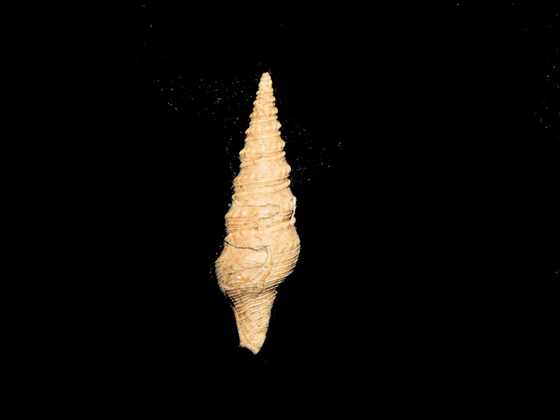 Hesperiturris nodocarinatus 20.28mm.-Stone City-Lot#16438 Hesperiturris nodocarinatus 20.28mm.-Stone City-Lot#16438