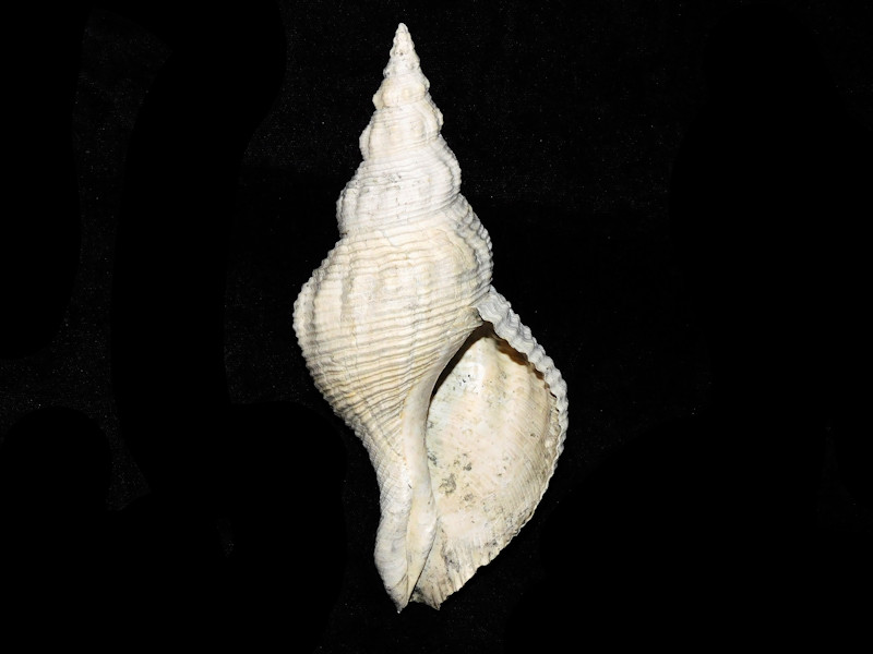 Pliculofusus nodulosus 6 ¾” or 172.63mm."Super Giant"#17621