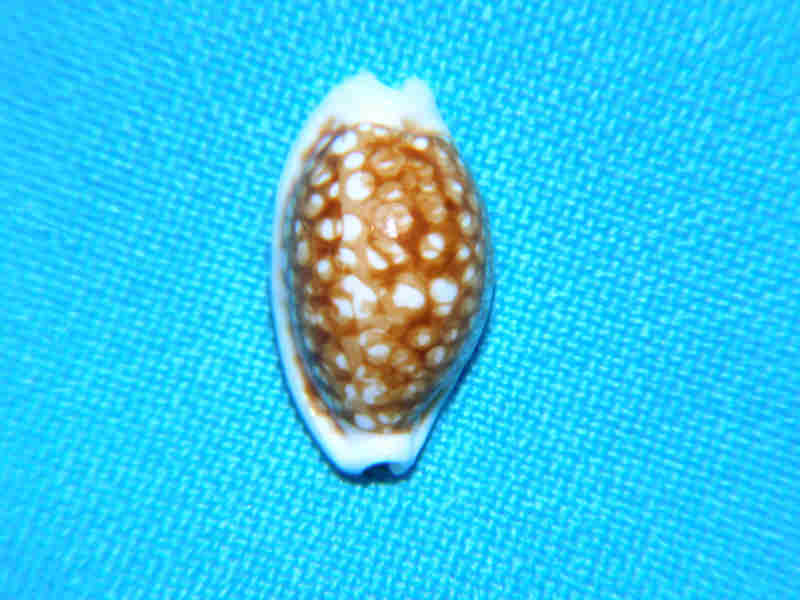 Cribrarula cribraria 19.93mm “Niger & Rostrate”LOT#901272JB (image for) Cribrarula cribraria 19.93mm “Niger & Rostrate”LOT#901272JB