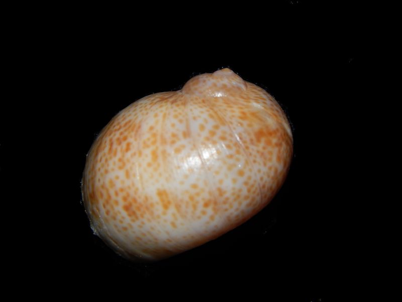 Naticarius stercusmuscarum w/o-Italy Lot# 11140 Naticarius stercusmuscarum w/o-Italy Lot# 11140