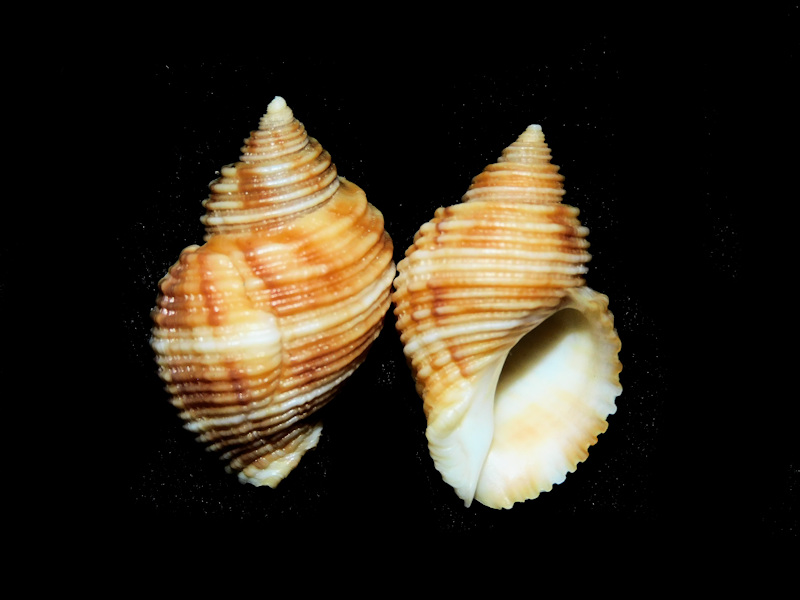 Nucella canaliculata (2) 35.56mm & 34.53mm."Lovely"#17439