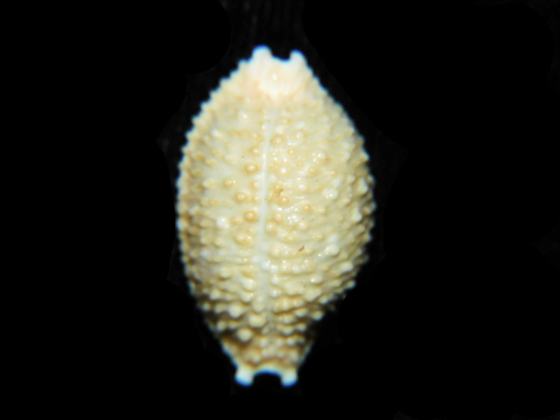 Nucleolaria nucleus 21.62mm. "Zanzibar" LOT#901288JB (image for) Nucleolaria nucleus 21.62mm. "Zanzibar" LOT#901288JB