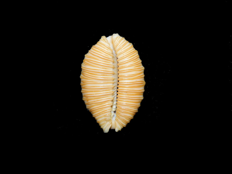Nucleolaria granulata 1 1/8” or 27.96mm. "Hawaii Rare"#700114