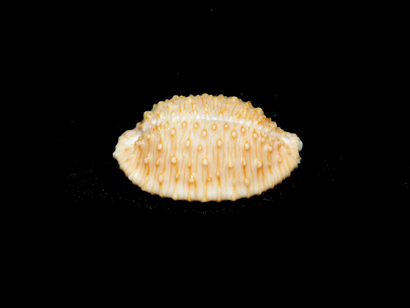 Nucleolaria granulata 1 1/8” or 27.96mm. "Hawaii Rare"#700114 - Click Image to Close