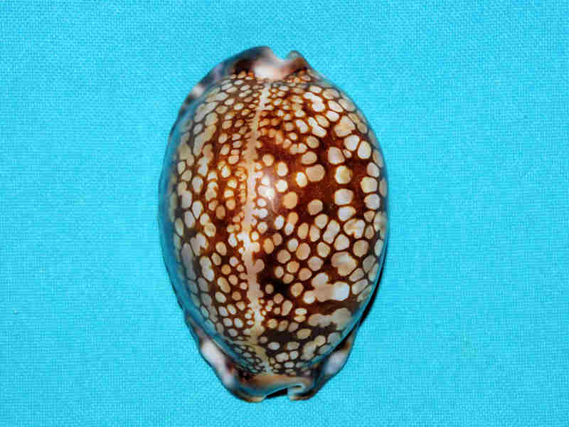 Mauritia maculifera hawaiiensis 71.55mm. "Superb Very Calloused"LOT#901237JB (image for) Mauritia maculifera hawaiiensis 71.55mm. "Superb Very Calloused"LOT#901237JB