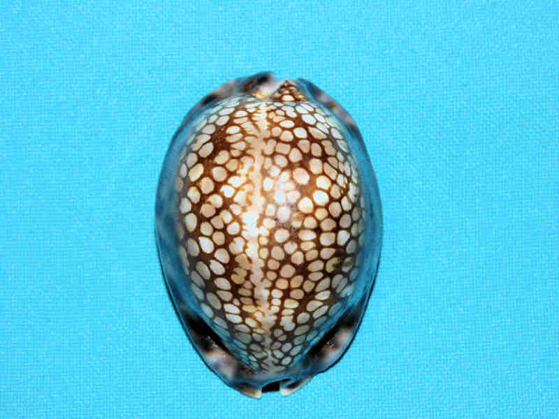 Mauritia maculifera hawaiiensis 2 1/8” or 53.90mm "Gorgeous" LOT#901303JB (image for) Mauritia maculifera hawaiiensis 2 1/8” or 53.90mm "Gorgeous" LOT#901303JB