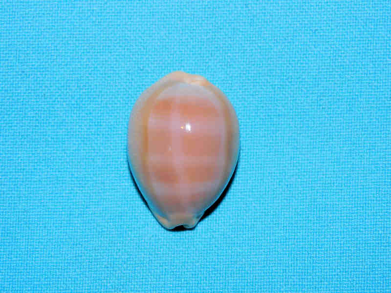 Lyncina sulcidentata 1 3/8” or 32.01mm. "Hawaii"#700138