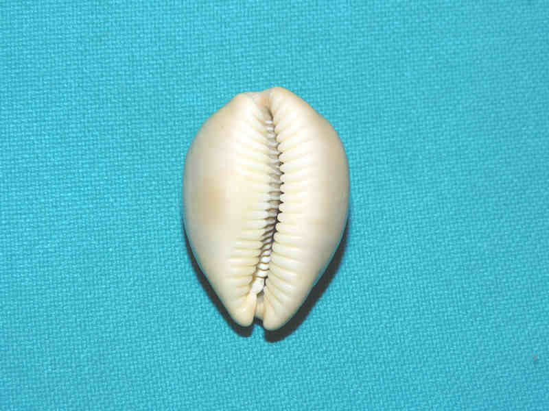 Lyncina sulcidentata 1 3/8” or 32.01mm. "Hawaii"#700138