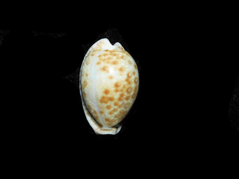 Naria marginalis 1” or 25.04mm."Somalia" LOT#901320JB (image for) Naria marginalis 1” or 25.04mm."Somalia" LOT#901320JB