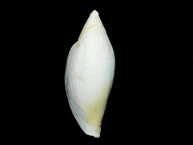 Volutifusus obtusus 3 ¼” or 81.32mm."Ultra-Rare"#17081 Volutifusus obtusus 3 ¼” or 81.32mm."Ultra-Rare"#17081