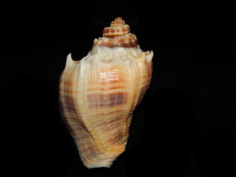 Melongena corona 3 ½” or 86.99mm.w/o-Gulf-Sanibel Lot#13417 Melongena corona 3 ½” or 86.99mm.w/o-Gulf-Sanibel Lot#13417