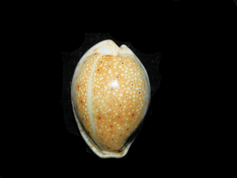 Naria ocellata 1 ¼” 31.68mm "Gorgeous" LOT#901292JB (image for) Naria ocellata 1 ¼” 31.68mm "Gorgeous" LOT#901292JB