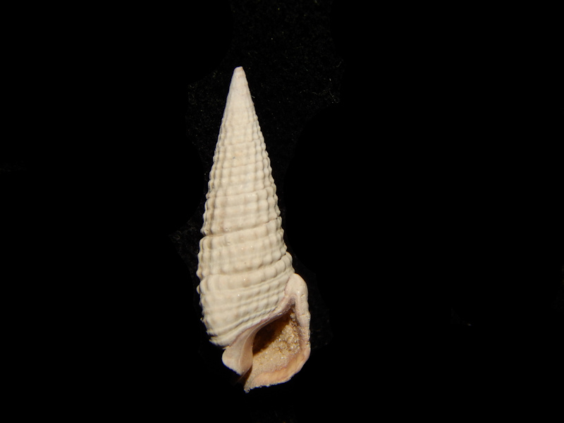 Ochetoclava caloosaensis 23.08mm-Ft Denaud Member-Lot#14511