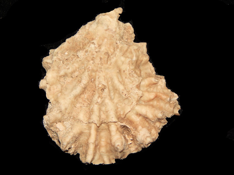 Hyotissa meridionalis 3 ¼”-Ochopee Member Lot#13682 Hyotissa meridionalis 3 ¼”-Ochopee Member Lot#13682