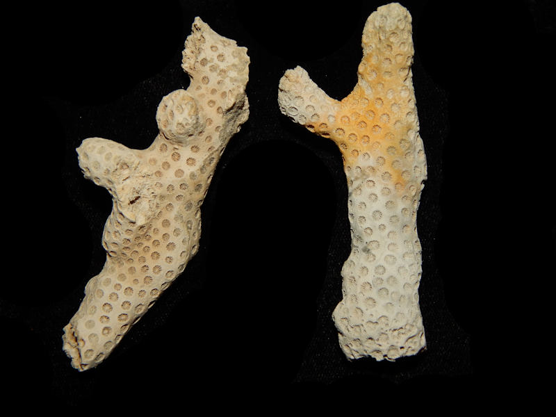 Oculina sarasotana(2) 3 1/4" & 3 1/4"-Lot#15330 Oculina sarasotana(2) 3 1/4" & 3 1/4"-Lot#15330