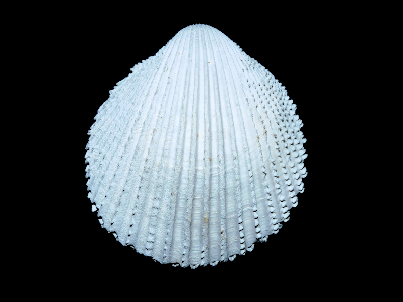 Trachycardium oedalium 2” or 51.81mm. "Superb"#16967 Trachycardium oedalium 2” or 51.81mm. "Superb"#16967