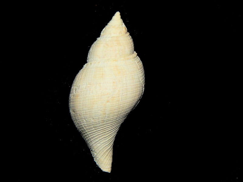 Fasciolariidae