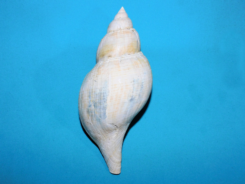 Fasciolaria okeechobeensis 6 5/8” or 168.61mm. Lovely #800036 Fasciolaria okeechobeensis 6 5/8” or 168.61mm. Lovely #800036