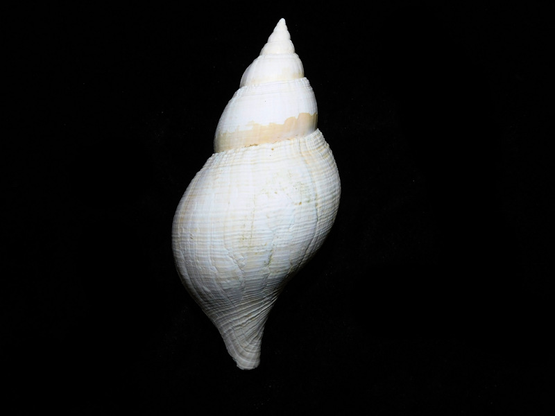 Fasciolaria okeechobeensis 4 5/8" or 117.40mm.Superb #16869