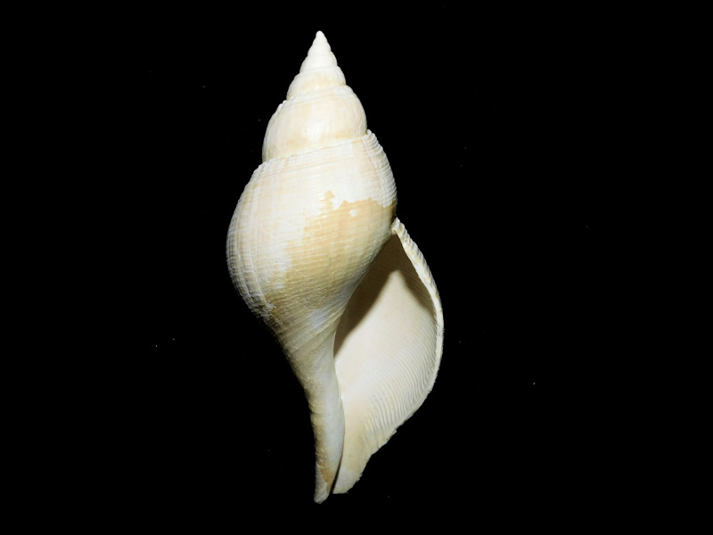Fasciolaria okeechobeensis 4 5/8" or 117.40mm.Superb #16869 - Click Image to Close