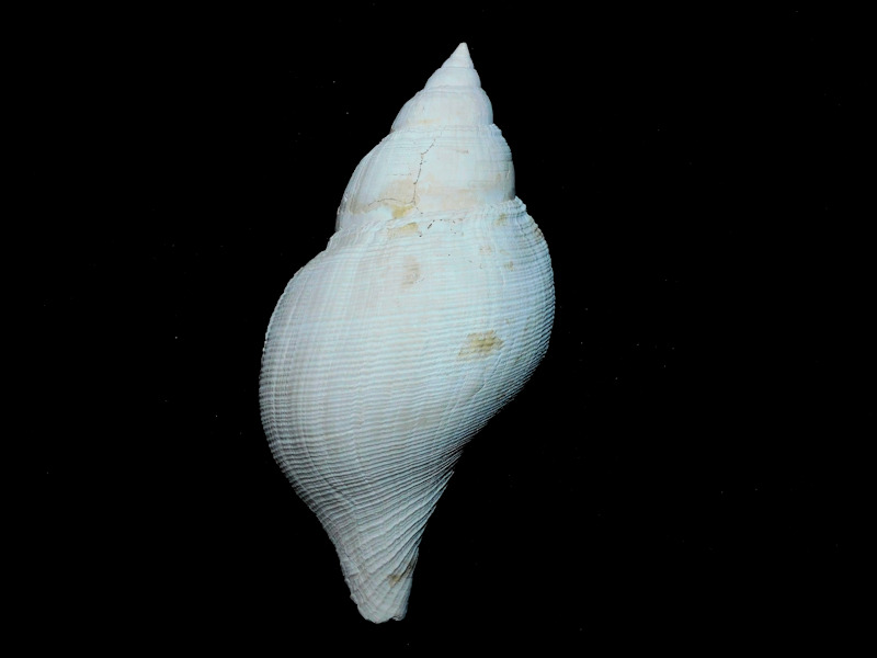 Fasciolaria okeechobeensis 5” or 126.19mm."Golden Gate"#17096